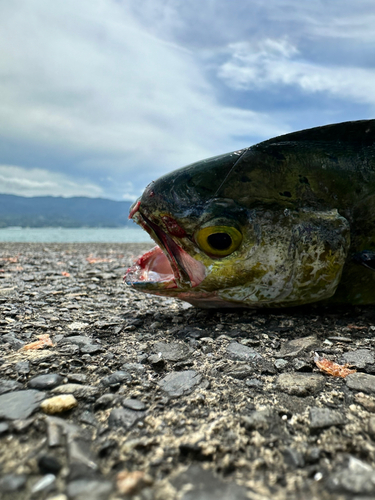 シイラの釣果