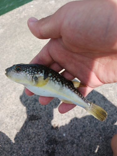 コモンフグの釣果