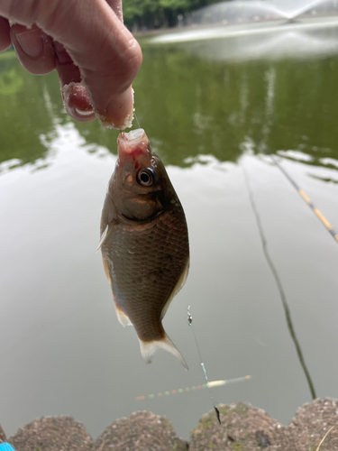 ギンブナの釣果