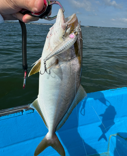 ショゴの釣果