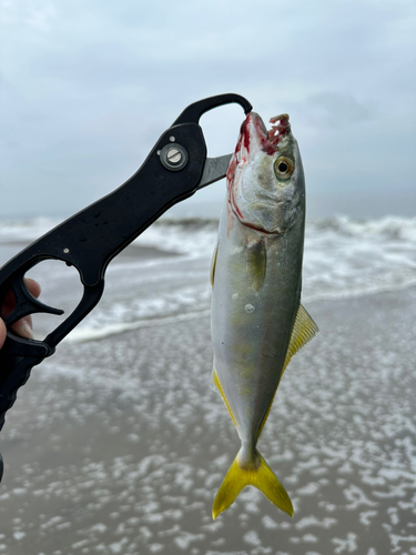 ショゴの釣果