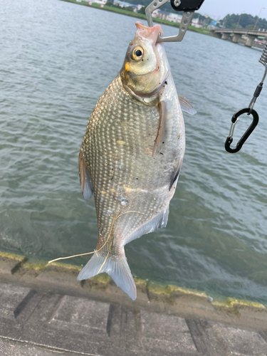 ダントウボウの釣果