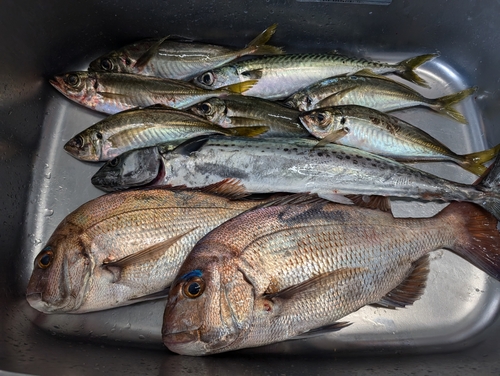 マダイの釣果