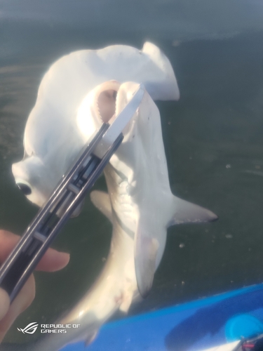 シュモクザメの釣果