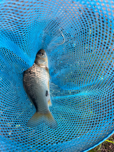 ギンブナの釣果