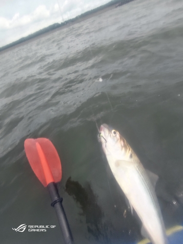 コノシロの釣果