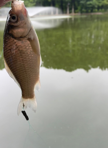 ギンブナの釣果