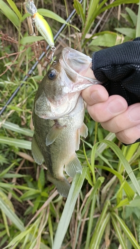 ラージマウスバスの釣果