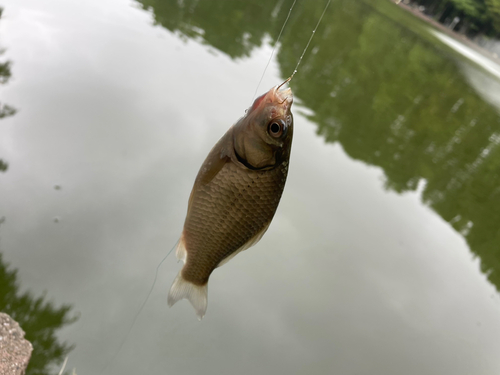 ギンブナの釣果