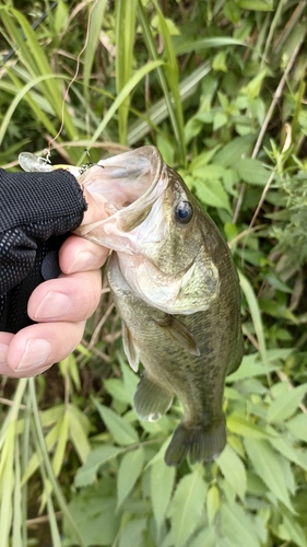 ラージマウスバスの釣果