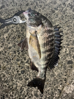 クロダイの釣果