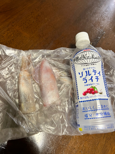 イカの釣果