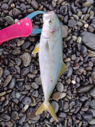 ワカシの釣果