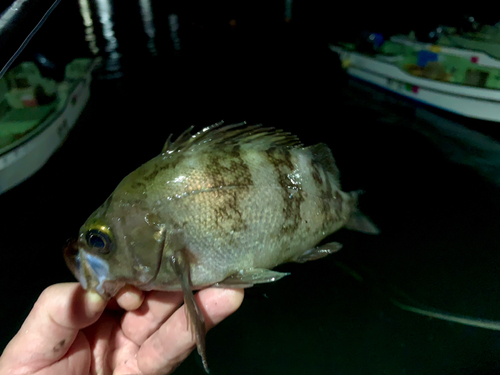 シロメバルの釣果