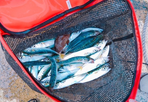 サバの釣果