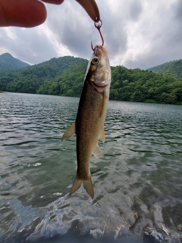 ウグイの釣果