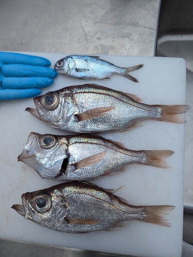 シロムツの釣果