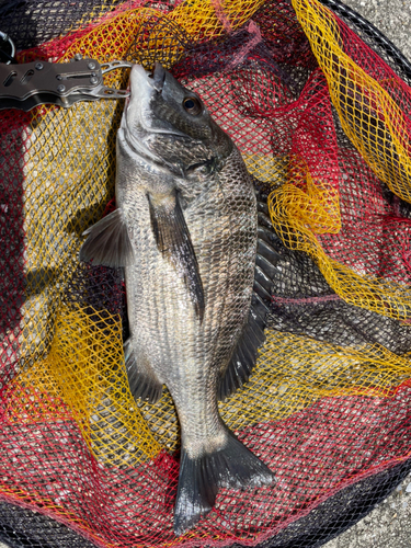 クロダイの釣果