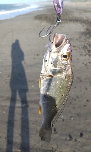 シログチの釣果