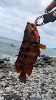 アカハタの釣果