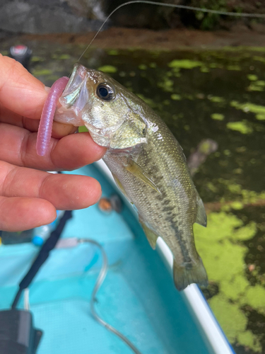 ブラックバスの釣果