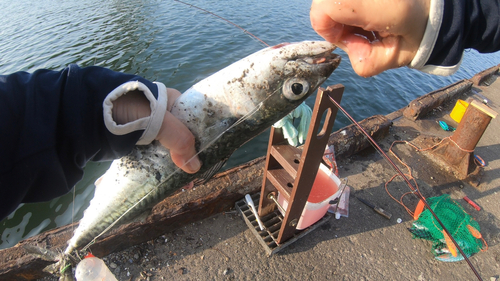 サバの釣果