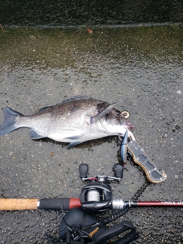 チヌの釣果