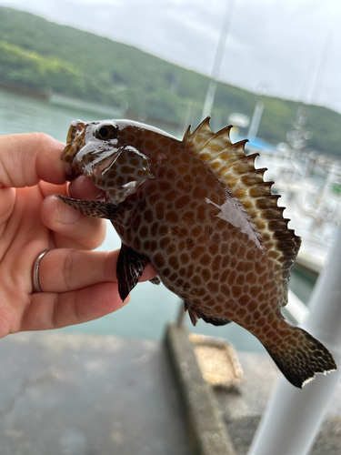 オオモンハタの釣果