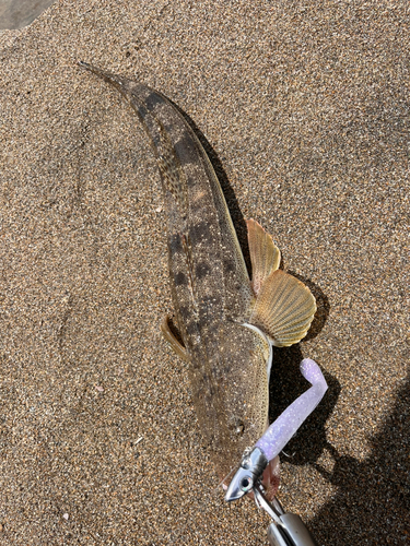 マゴチの釣果