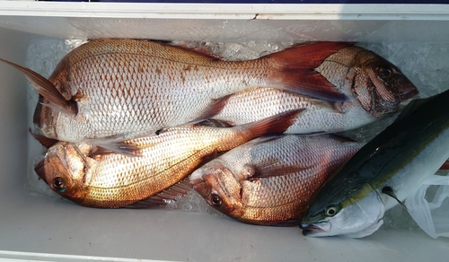 マダイの釣果