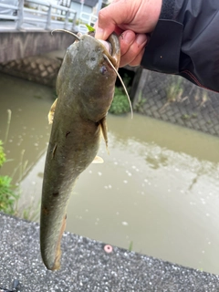 ナマズの釣果