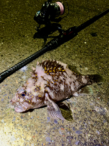 オウゴンムラソイの釣果