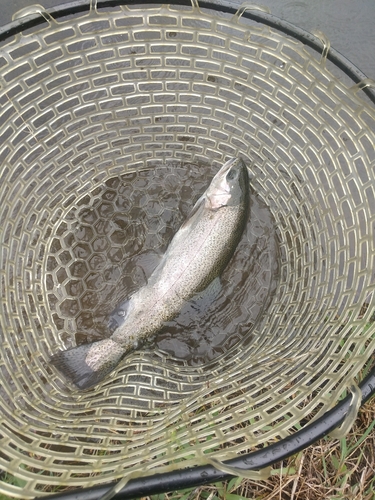 ニジマスの釣果