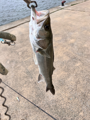 スズキの釣果