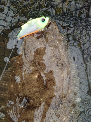 ソゲの釣果