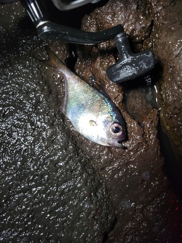 ミナミハタンポの釣果