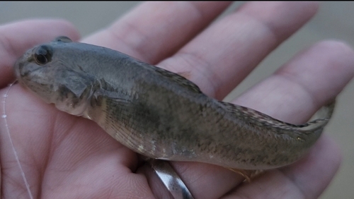 ハゼの釣果