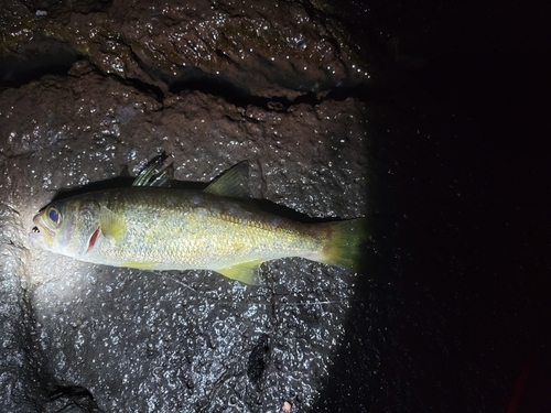 クロムツの釣果