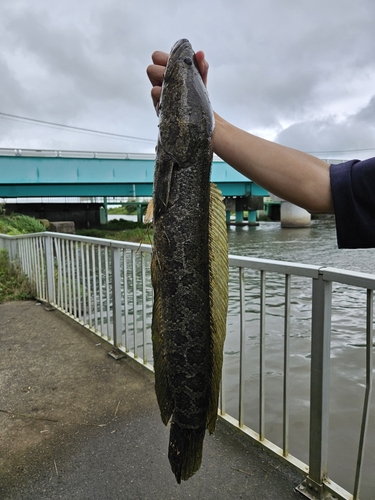 ライギョの釣果