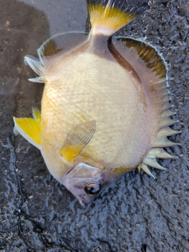 シラコダイの釣果