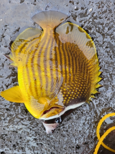 チョウチョウウオの釣果