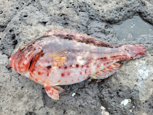 ブダイの釣果