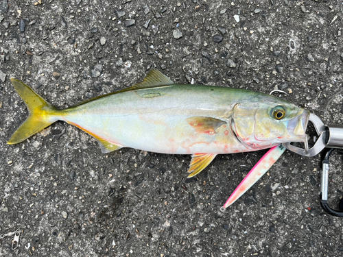 ツバスの釣果