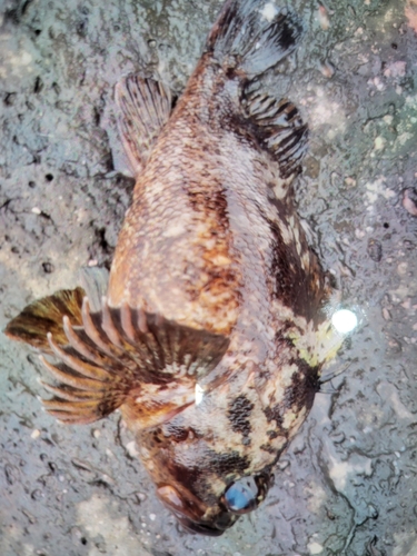 ムラソイの釣果