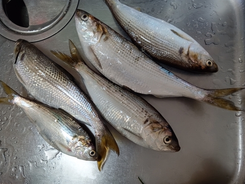 コノシロの釣果