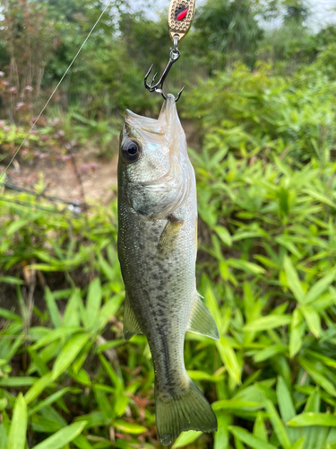 ブラックバスの釣果