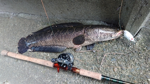 ライギョの釣果