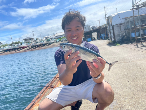 ソウダガツオの釣果