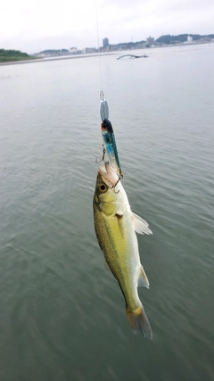 セイゴ（マルスズキ）の釣果