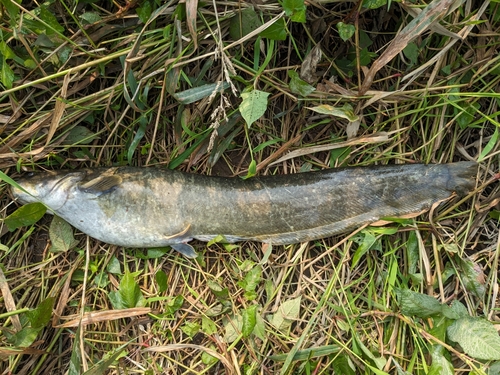 ナマズの釣果